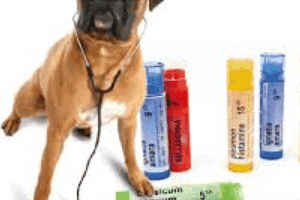 ➤ Homeopatía para perros