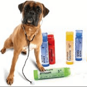 Homeopatía para perros