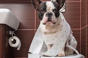 ➤ 4 Remedios Caseros Para La Diarrea En Perros | Cómo Tratarla