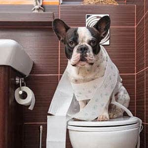 ➤ 4 Remedios Caseros Para La Diarrea En Perros | Cómo Tratarla