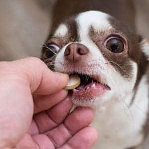 Remedios Caseros Para La Diarrea En Perros
