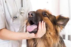 ➤ Cómo Tratar La Epilepsia En Perros Con Medicina Veterinaria