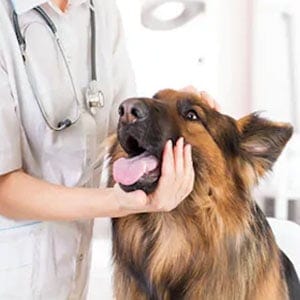 ¿Cómo tratar la epilepsia en perros con medicina veterinaria?
