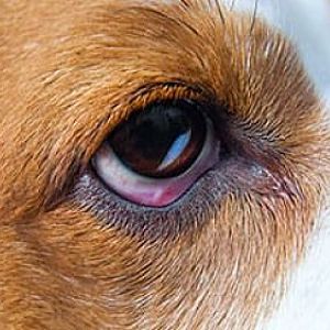 ➤ 7 Tipos De Conjuntivitis En Perros Que Pueden Contraer