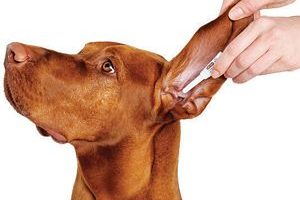➤ ¿Cuál es el Tratamiento De La Otitis En Perros?