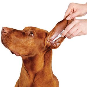 ➤ ¿Cuál es el Tratamiento De La Otitis En Perros?