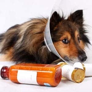 Tratamiento De La Otitis En Perros
