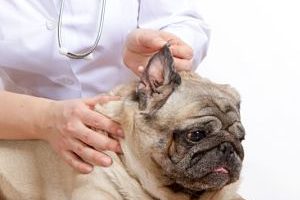 ➤ Antibióticos Para La Otitis En Perros Más Comunes