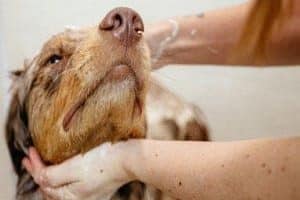 ➤ Shampoo Para Dermatitis En Perros. 5 Tipos Y Su Modo De Uso