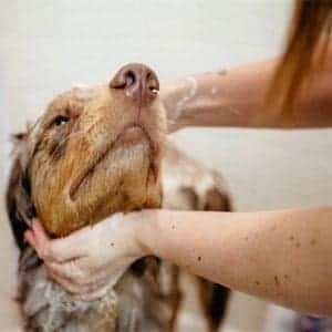 shampoo para dermatitis en perros