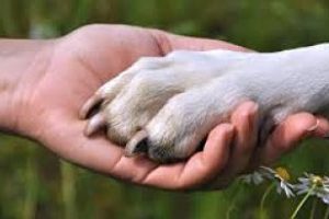 ➤ ¿Se Puede Contagiar la Dermatitis de un Perro a Humano? Respuesta
