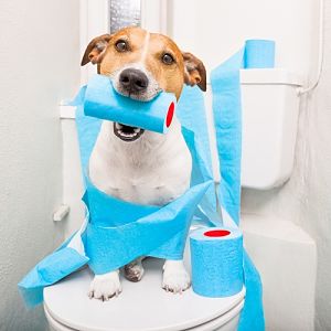diarrea en perros en pdf