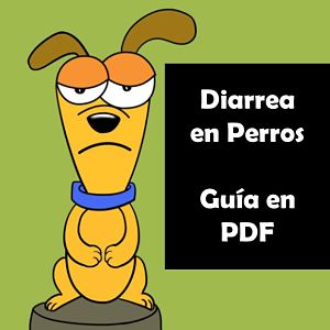 diarrea en perros en pdf