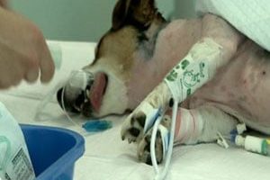➤ ¿Cómo Actuar Ante Un Ataque De Epilepsia En Perros Mayores?