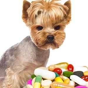 ➤ 3 Medicamentos Humanos Para La Diarrea En Perros