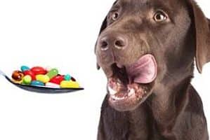 ➤ 3 Efectivas Pastillas Para Los Parásitos En Perros