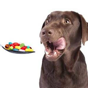 pastillas para los parásitos en perros