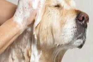➤ Shampoo Dermatológico Para Perros. 7 Tipos Y Su Modo De Uso