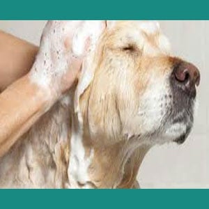 Shampoo dermatológico para perros