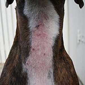 ➤ Dermatitis Atópica en Perros. Signos, Síntomas, Consecuencias