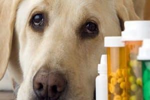 ➤ Top 7 Antibióticos Para Perros Con Infección Estomacal