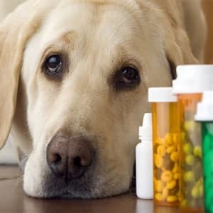 ➤ Top 7 Antibióticos Para Perros Con Infección Estomacal