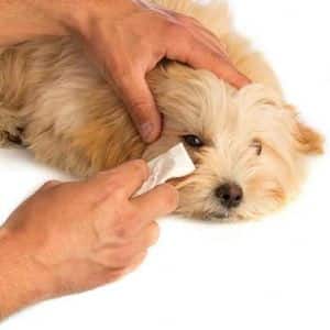 remedios caseros para la conjuntivitis en perros