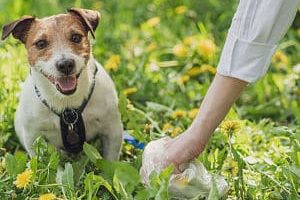 ➤ 6 Tipos de Parásitos en Perros Más Comunes Que Debes Conocer