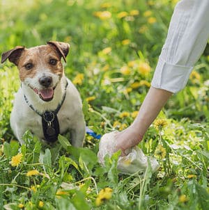 ➤ 6 Tipos de Parásitos en Perros Más Comunes Que Debes Conocer