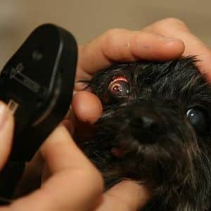 tratamiento para la conjuntivitis en perros