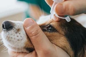 ➤ Tratamiento para la conjuntivitis en perros | Medicamentos