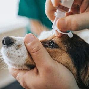 ➤ Tratamiento para la conjuntivitis en perros | Medicamentos
