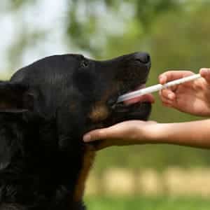 tratamiento para los parásitos en perros