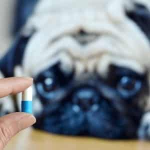 tratamiento para los parásitos en perros