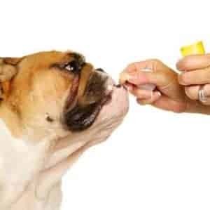 tratamientos para la diarrea en perros