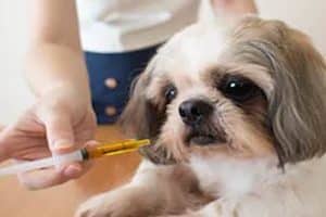 ➤ 4 Tratamientos Para La Diarrea En Perros | Tipos De Medicamentos