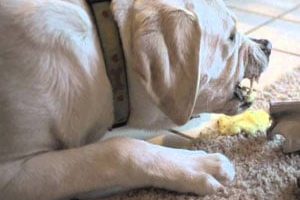➤ Vómito Amarillo En Perros. Causas Y Tratamiento