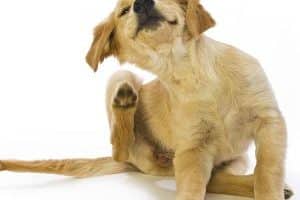 ➤ Alergia Causada Por Las Pulgas En Perros | Signos Y Tratamiento