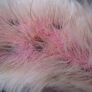 Alergia causada por las pulgas en perros