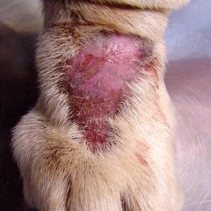 Canine lick granuloma opt 1