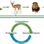 Cómo funciona un Ecosistema