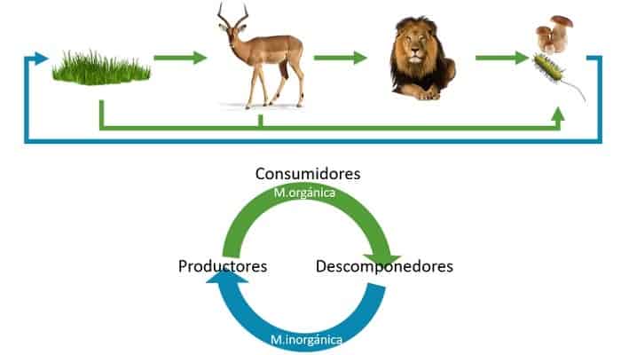Cómo funciona un Ecosistema