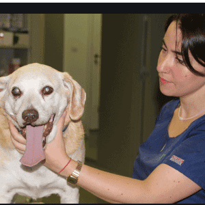 Cómo se diagnostican las cataratas en perros