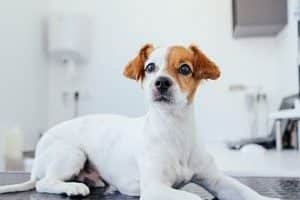➤ ¿Cómo se Hace el Diagnóstico Del Hipotiroidismo en los Perros?