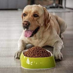 ➤ Dieta para el Hipotiroidismo en los Perros. Mejores Alimentos
