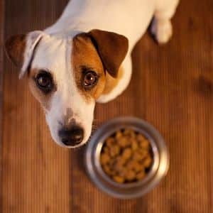 Dieta para la Insuficiencia Renal en los Perros