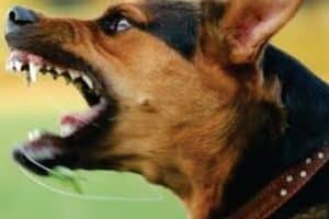 ➤ Efectos De La Rabia En Los Perros | Lo Que Produce