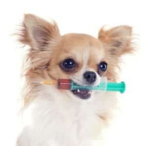 Efectos secundarios de la vacuna para rabia en los perros