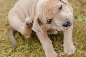 ➤ Guía Completa En Pdf Sobre Las Pulgas En Perros