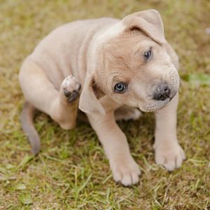 ➤ Guía Completa En Pdf Sobre Las Pulgas En Perros